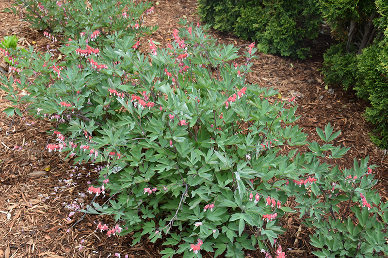 Valentine Bleeding Heart Dicentra Spectabilis Hordival In